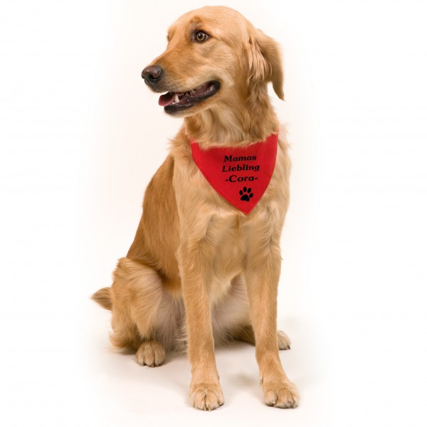 Hunde-Halsband mit Wunschtext, längenverstellbar